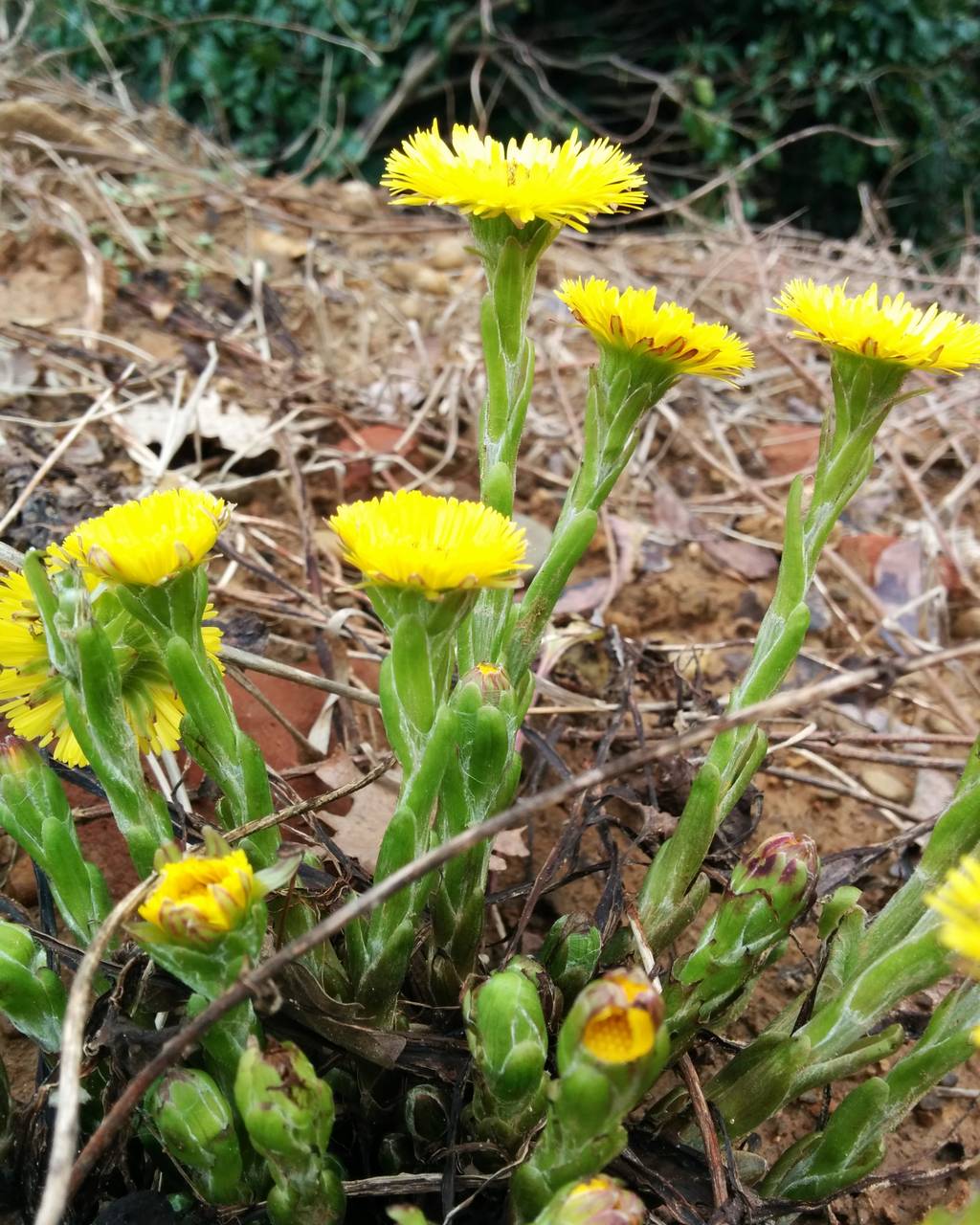 Tussilago farfara / Tossilaggine comune